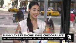 Manny the Frenchie Joins Cheddar News Clip