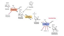 Glycolysis Pathway | Enzymes, Regulation and Products Instructional Video