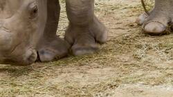 Why the Birth of This Rhino Calf is a Major Event Instructional Video