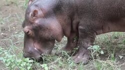 CLEAN : Meet Fatima the first hippo in a Nicaraguan zoo News Clip