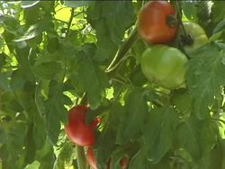 Origin and Diversity of Plants: Angiosperms Instructional Video