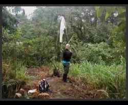 Butterfly species evolution in action Instructional Video