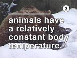 Magnificent Mammals: Video Assessment Instructional Video