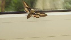 Finger touches the wing of an insect Stock Footage