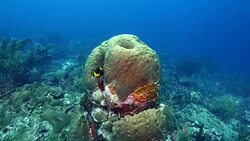 Seascape of coral reef in the Caribbean Sea around Curacao at dive site Watamula Stock Footage