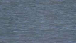 Beluga whale spotted in the Thames 'swimming strongly and feeding normally' Stock Footage