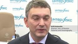 Illegally captured whales set free News Clip