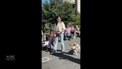 #TheMoment a Halifax brewery held a dog wedding News Clip