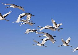 Aves migratorias Instructional Video