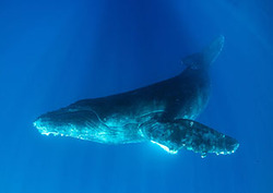 Infrasound - Low-Frequency Sound Instructional Video