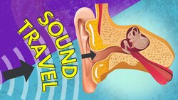 037 How Sound is Transferred to the Inner Ear Instructional Video
