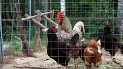 Rooster and chickens in a paddock (Gallus gallus domesticus) Stock Footage