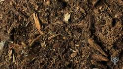 Did You Know? The 17-Year Cicada. Instructional Video