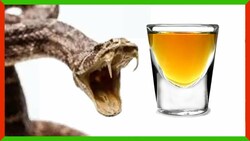 Can You Drink Snake Venom? Instructional Video