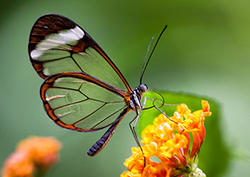 Symbiosis: Mutualism Instructional Video