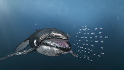 How humpback whales hunt down tiny fish Instructional Video