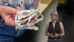 Ancient shark in 3D, scary robofish, skin cancer answer, crops in deep water: 4 Awesome Discoveries Instructional Video