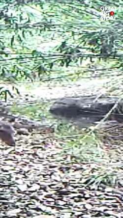 Reviving a forest, The Sai Sanctuary story    Instructional Video