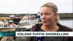 Iceland: Puffin snorkeling! News Clip
