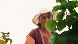 An elderly woman collects raspberries at sunset. Organic food. Stock Footage