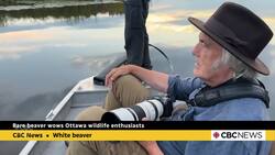 Rare white beaver spotted in marsh near Perth News Clip