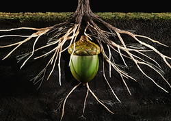 Life cycle of an oak tree Instructional Video