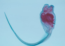 Chordate Instructional Video