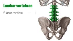 Lumbar spine Instructional Video