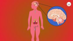 The Glands and Hormones of The Endocrine System Instructional Video