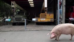 CLEAN : FILE: China's celebrity pig that survived earthquake tomb dies News Clip