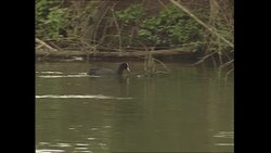 New scheme aimed at encouraging otters to return to the River Thames has been launched by Sir David Attenborough News Clip