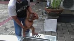 Russian arrested smuggling orangutan in Indonesia News Clip