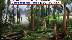 Ferns: The Emergence of Roots and Stems Instructional Video