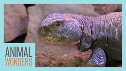 Meet and Greet: Argos the Mali Uromastyx Instructional Video