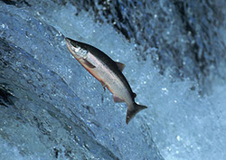 Migration: Reproduction Instructional Video