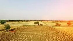 Empty field after wheat crop harvesting during summer season. Stock Footage