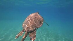 Sea turtle swims in blue sea water aquatic animal underwater video 4K Stock Footage
