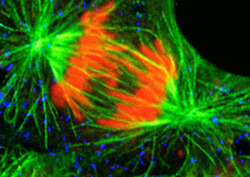 Mitosis Instructional Video