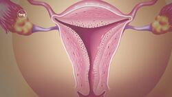 Uterus Instructional Video
