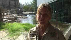 The San Diego Zoo Has an Arctic Ambassador That Plays a Very Important Role Instructional Video