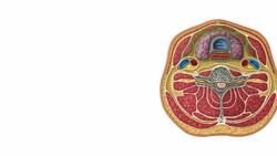 Compartments of the neck Instructional Video