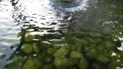 natural source of spring water background Stock Footage