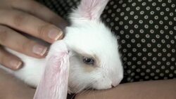 Fluffy white rabbit in a woman's lap Stock Footage
