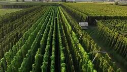 Scenic view of hops field before harvest Stock Footage
