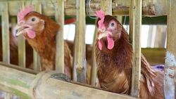 Eggs chicken in the farm Stock Footage