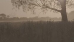 Silhouettes of merino sheep on Australian farm Stock Footage