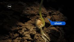 Plant life cycle Instructional Video