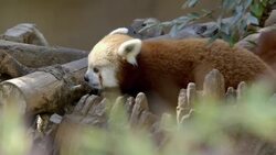 Red Panda Populations Are Being Protected By the Red Panda Network Instructional Video