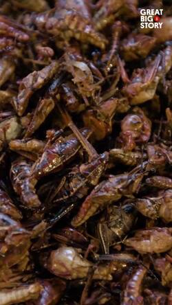 Crunchy delight at the ballpark, Seattle Mariners' grasshopper snack craze Instructional Video