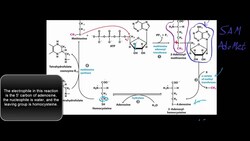 SAM Cycle (S-Adenosylmethionine Cycle) Instructional Video